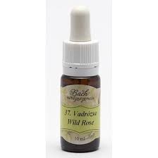 Bach virágeszencia vadrózsa 10 ml
